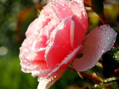 Bloom pink rose pink photo