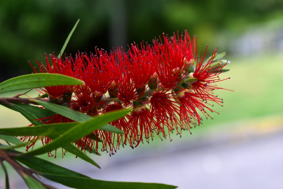 Plant flower leaf