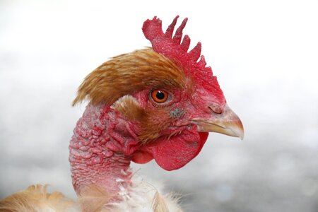 Poultry bird backyard