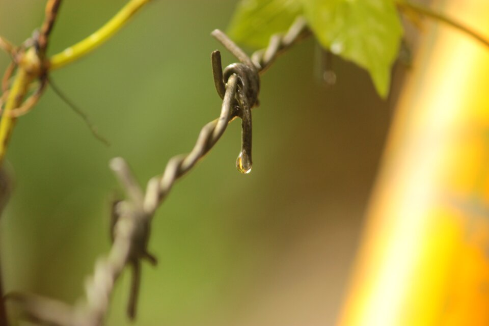 Leaf nature outdoors