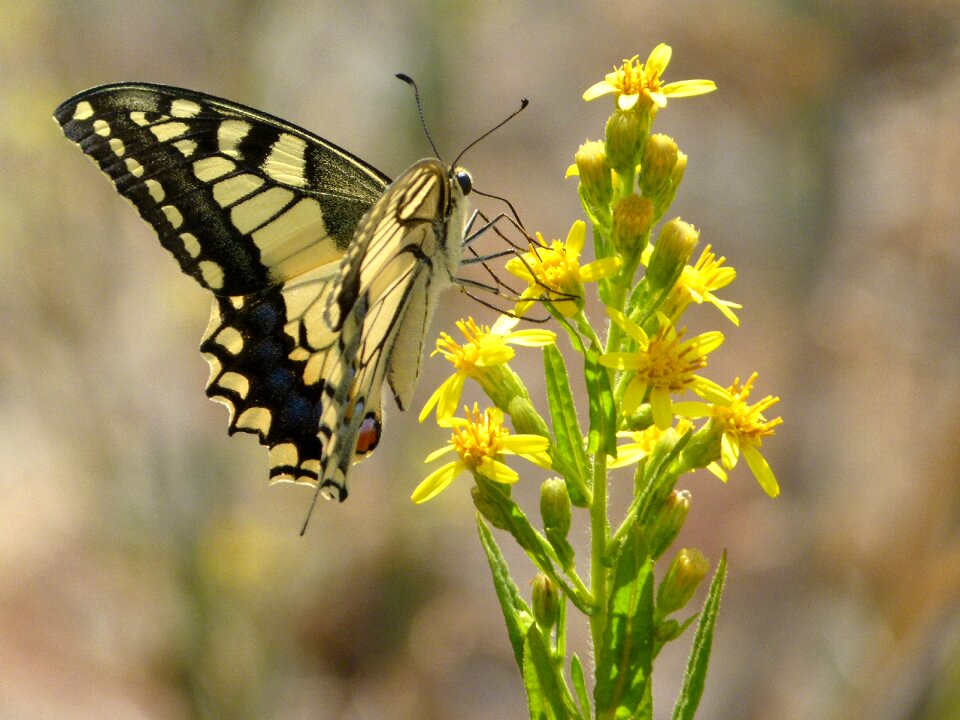 Machaon butterfly queen papilio machaon