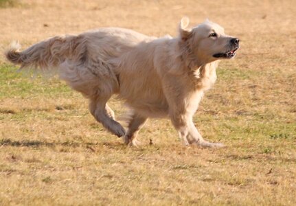 Long hair labrador fun