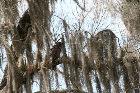 Florida sun owl photo