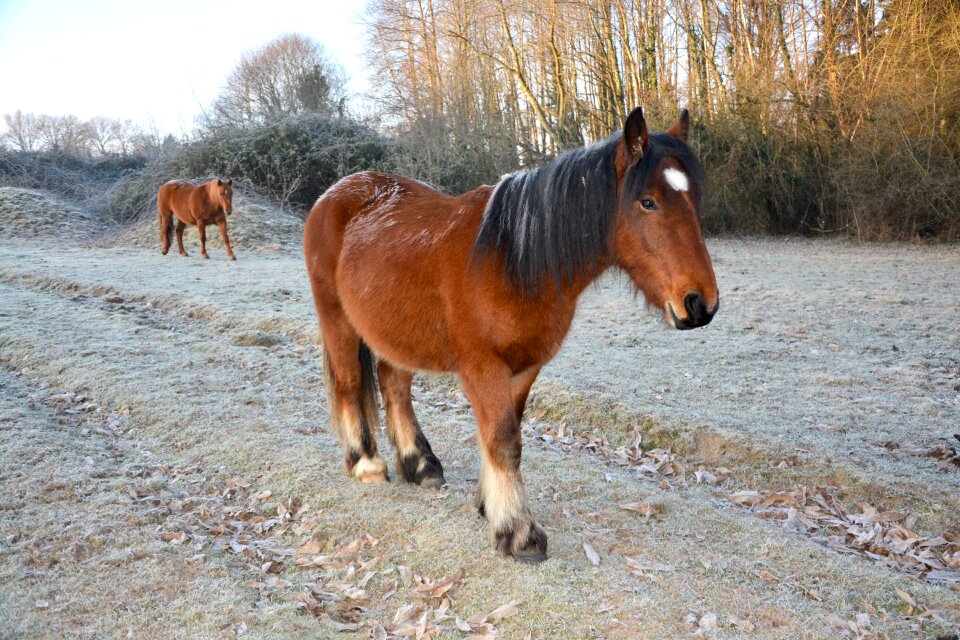 Equine animal nature