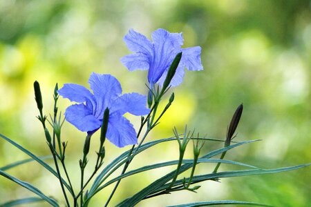Britton ruellia garden plant