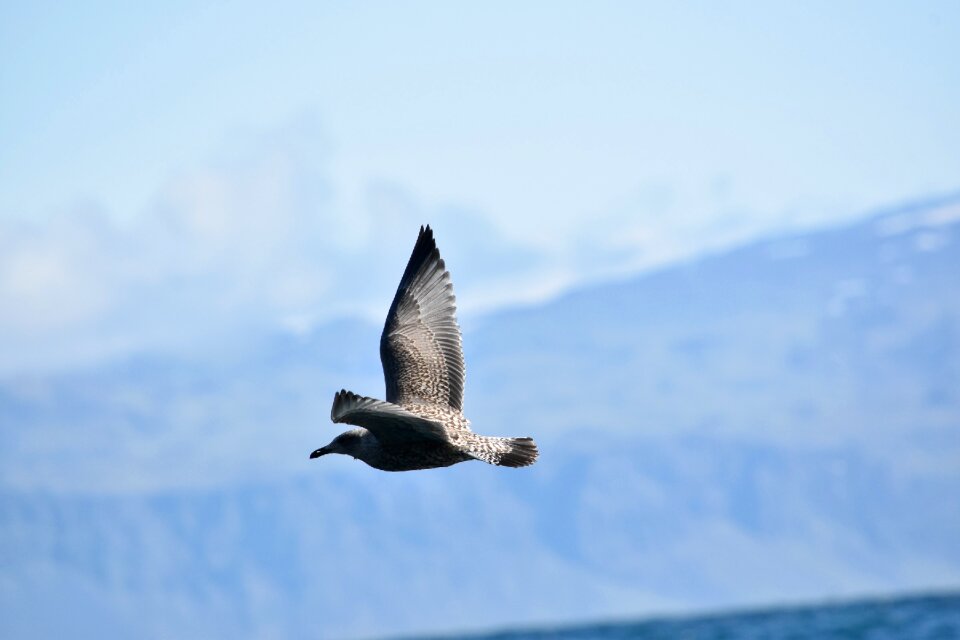 Skua birds in flight nature