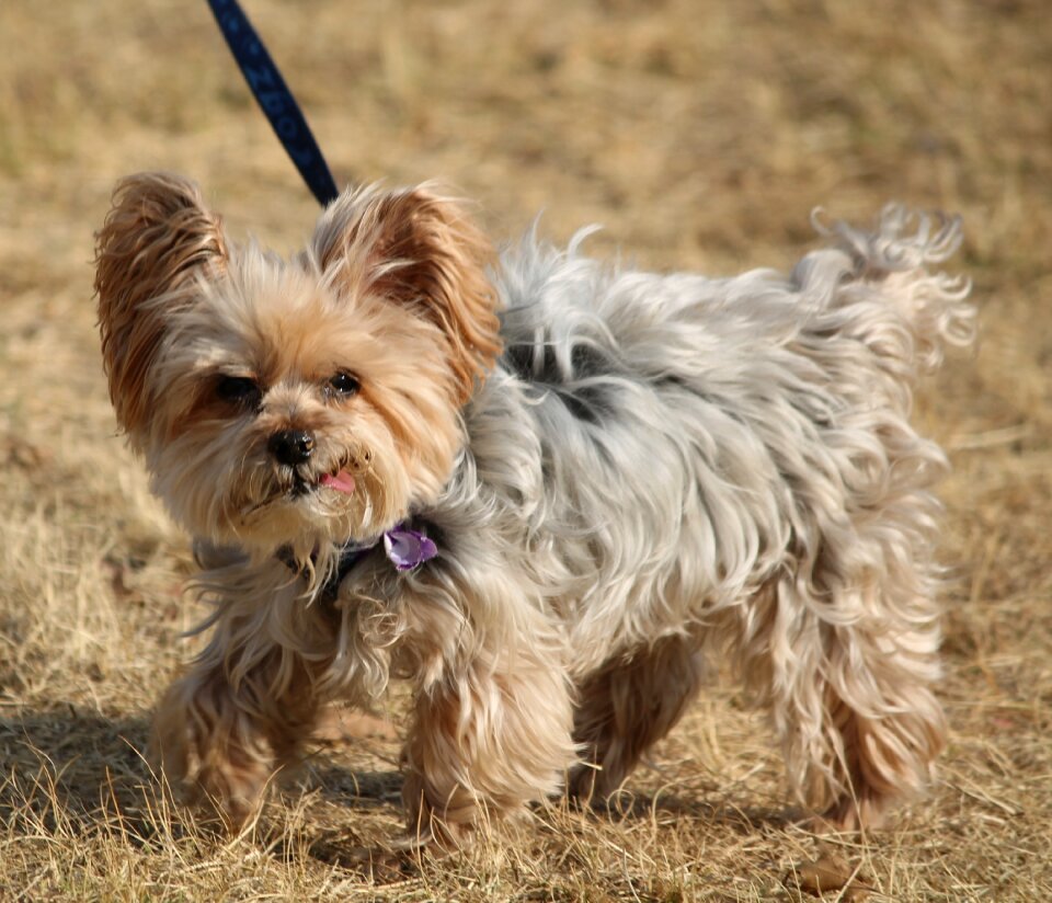 Leash adorable tongue