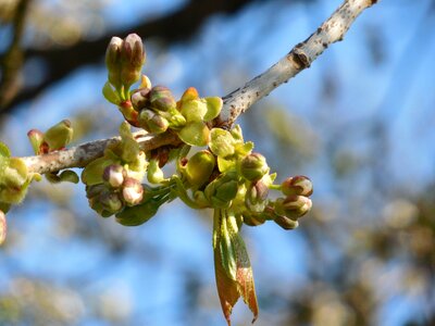 Spring branch blue sky