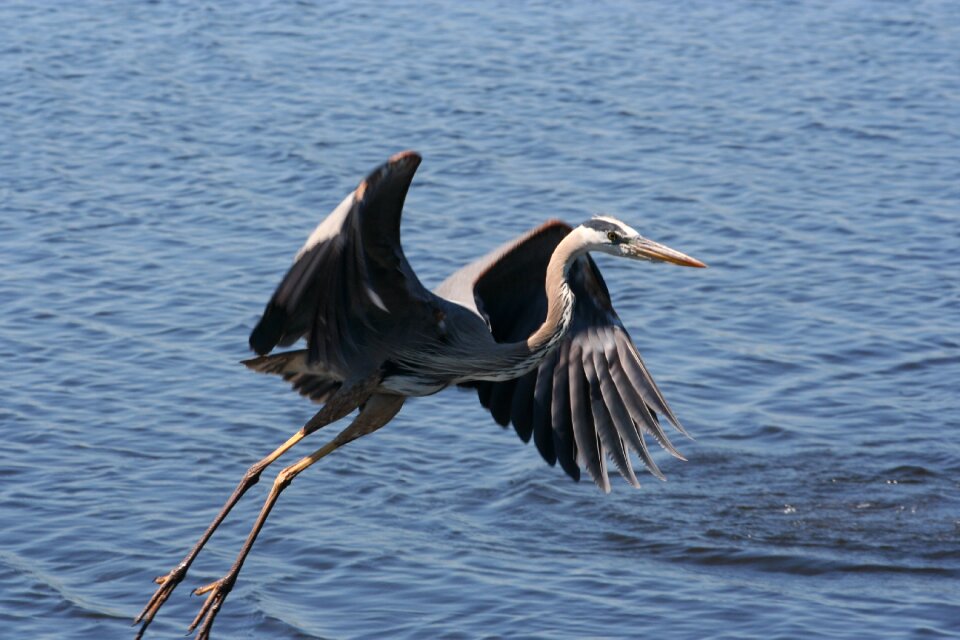 Wildlife florida pond