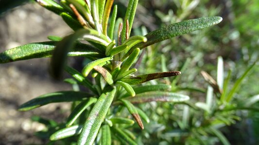 Tree outdoors herb