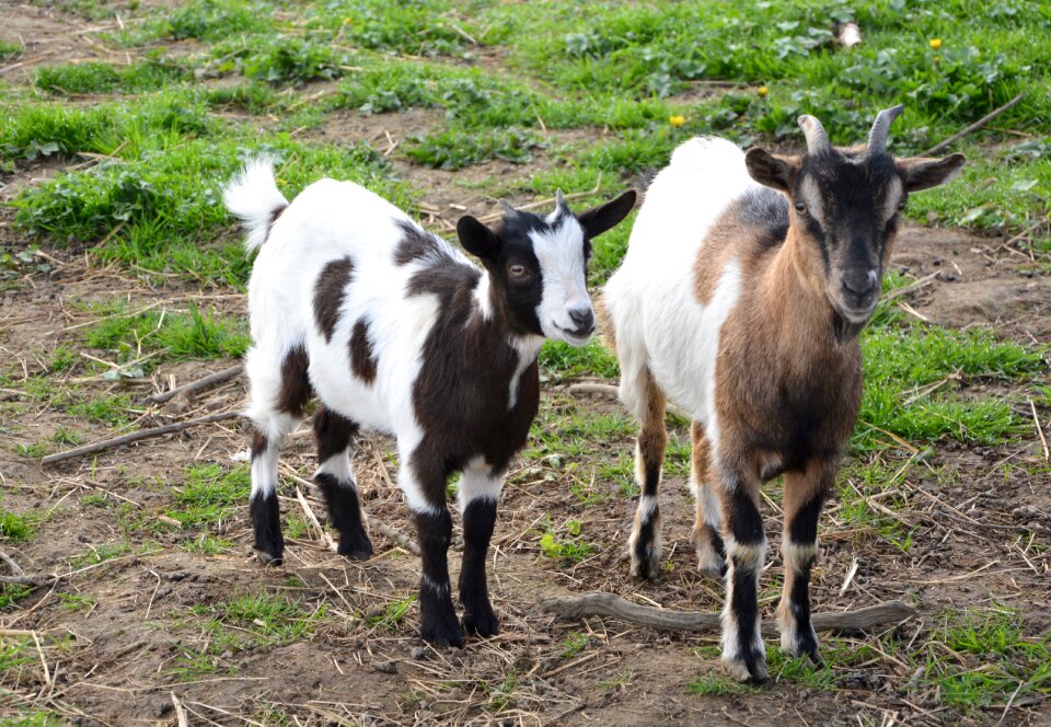 Nature domestic animal biquette