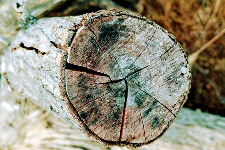 Annual circle timber lumber