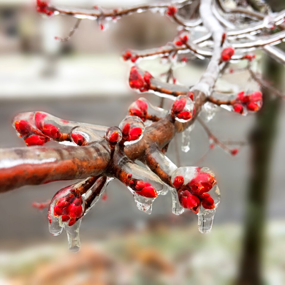 Branch tree winter