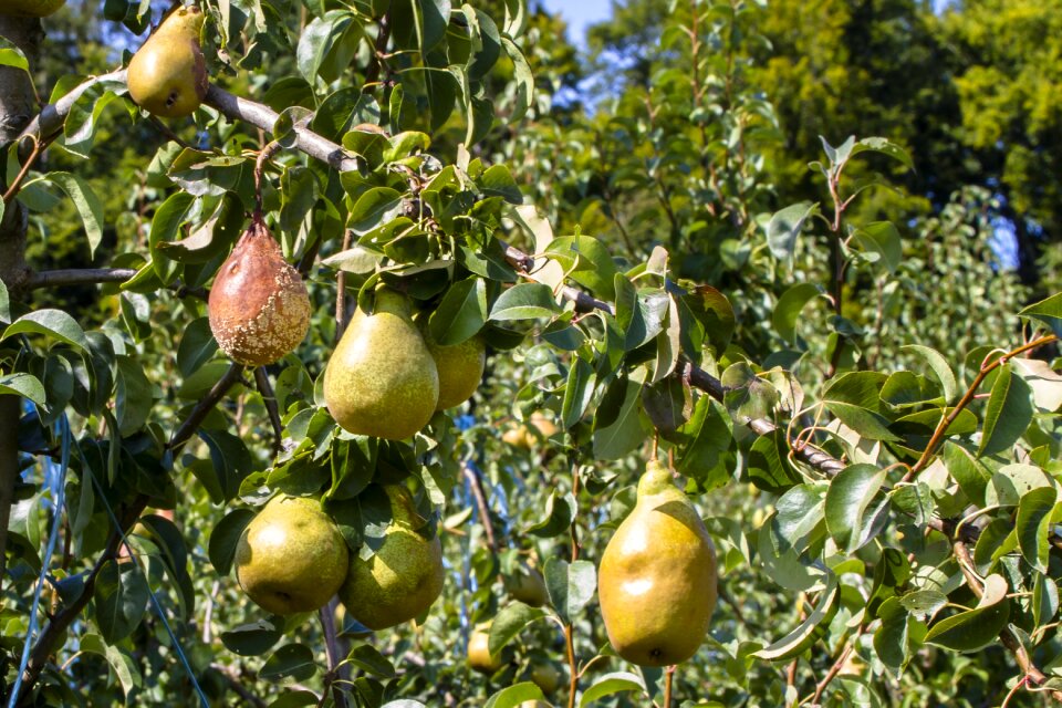 Lazy rotten fruits pear