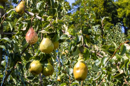 Lazy rotten fruits pear
