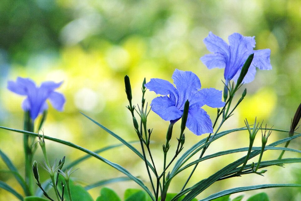 Britton ruellia garden plant
