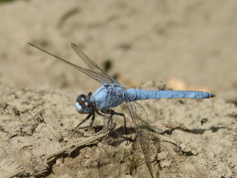 Detail orthetrum brunneum dragonfly
