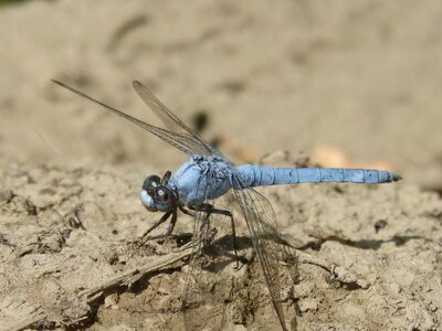 Detail orthetrum brunneum dragonfly