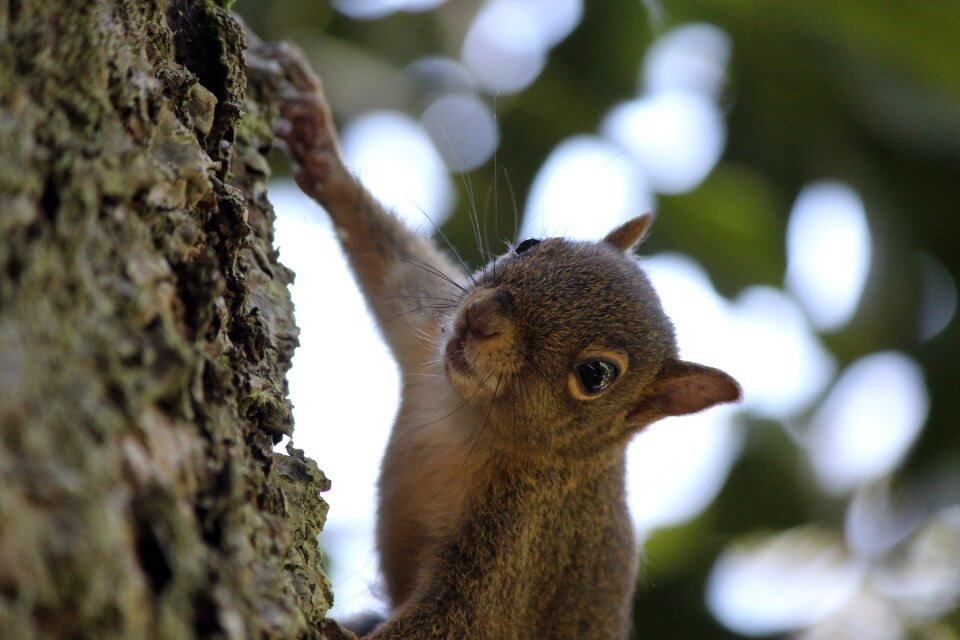 Animal animal world mammal