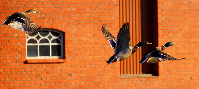 Imposing waterfowl flying