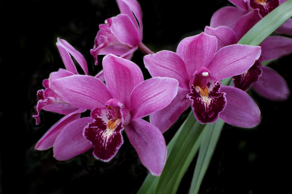 Garden nature botanical