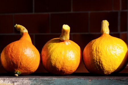 Garden orange yellow