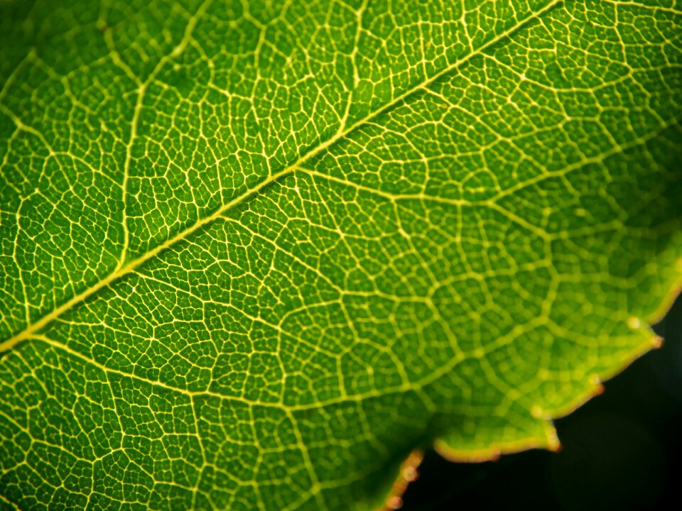 Plant close up background
