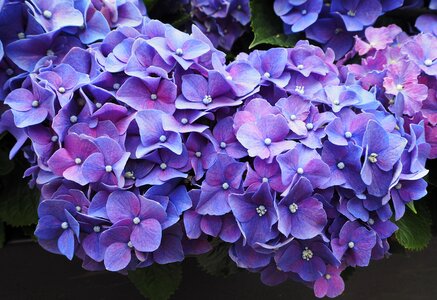 Blossom violet nature