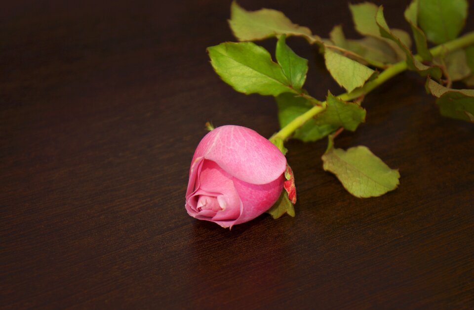 Roses rose buds rose Free photos