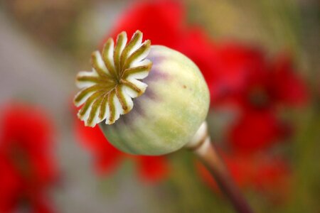 Seed head organic