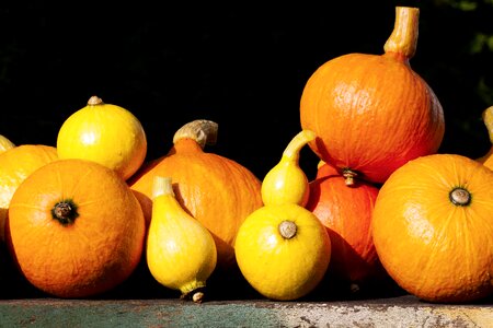 Garden orange yellow