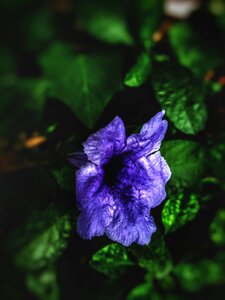 Violet flower wallpaper green wallpaper