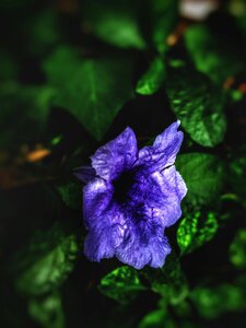 Violet flower wallpaper green wallpaper photo