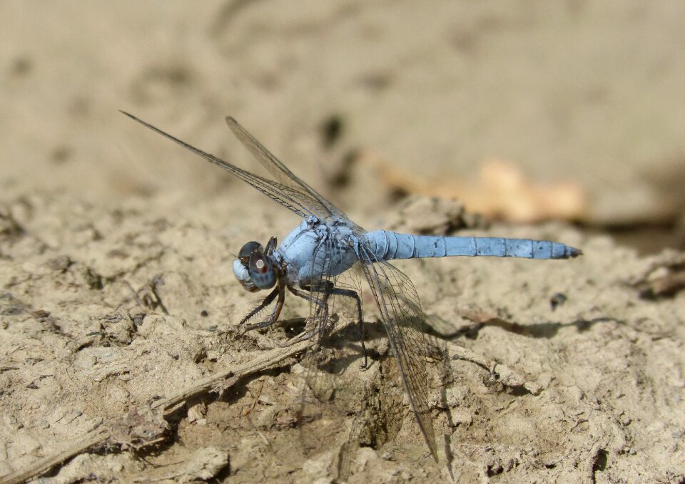Detail orthetrum brunneum dragonfly