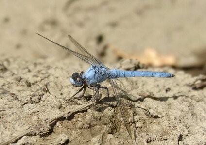 Detail orthetrum brunneum dragonfly photo