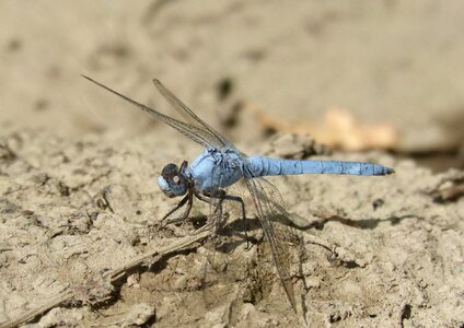 Detail orthetrum brunneum dragonfly