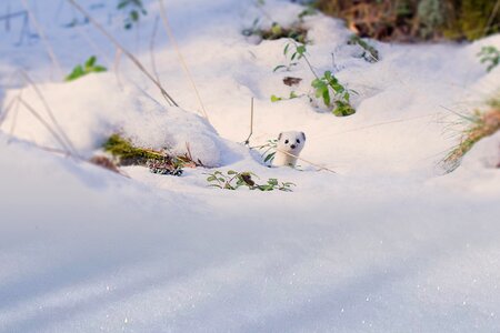 Nature frost weasel photo