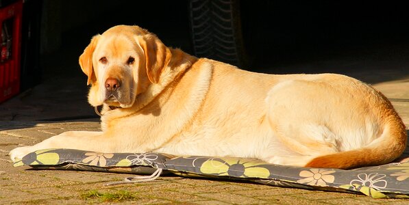 Pet retriever labrador