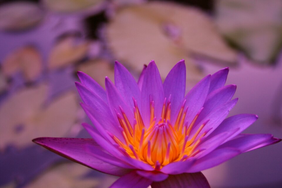 Leaf summer flowering
