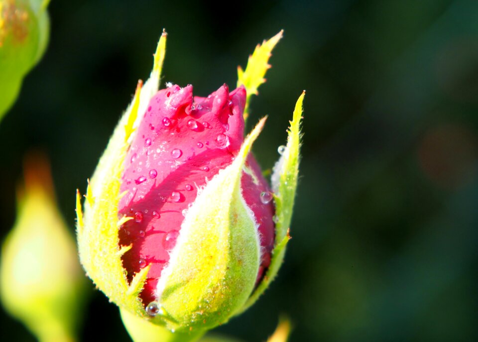 Rose plant summer
