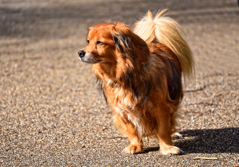 Canine little dog long haired dog