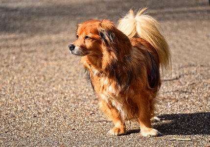 Canine little dog long haired dog photo