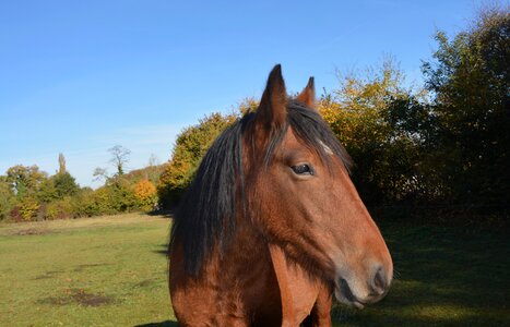 Equines head profile brown black photo