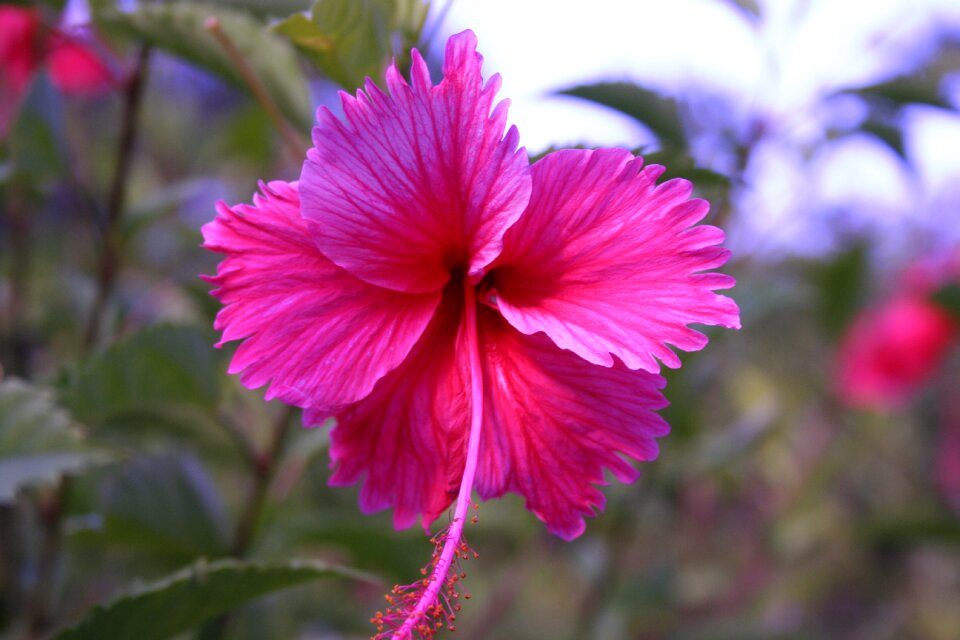 Leaf garden flowering
