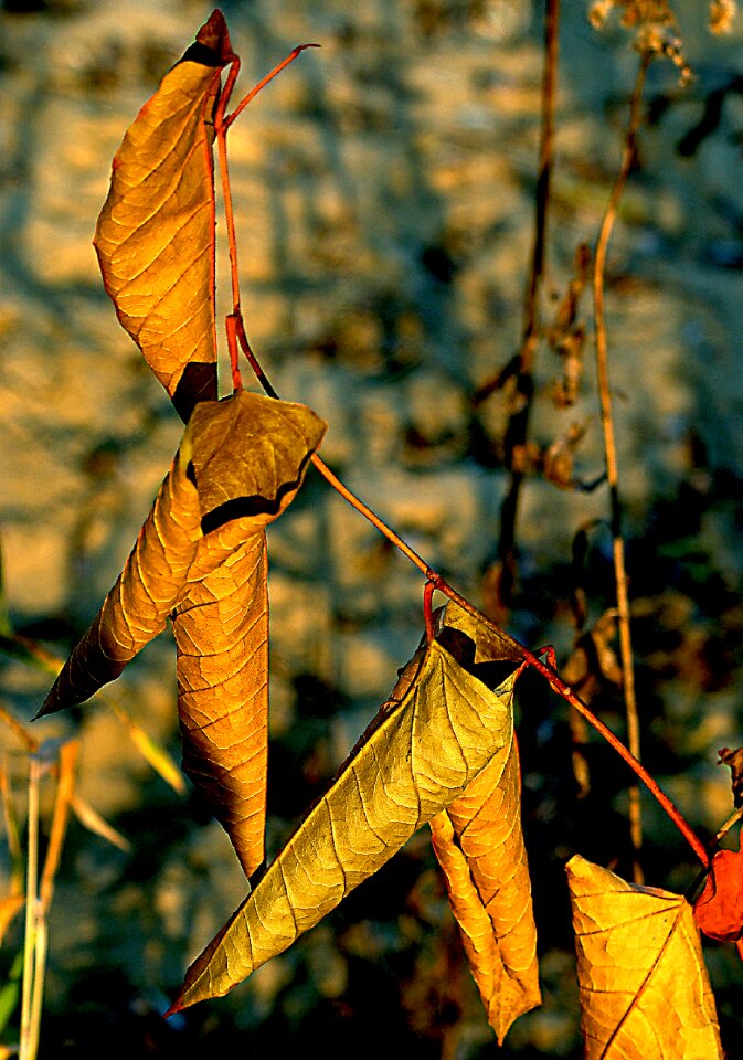 Golden leaves autumn leaves autumn motives