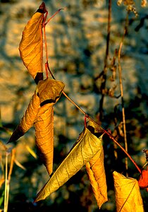 Golden leaves autumn leaves autumn motives photo