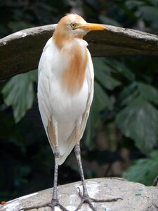 Nature conservation wild
