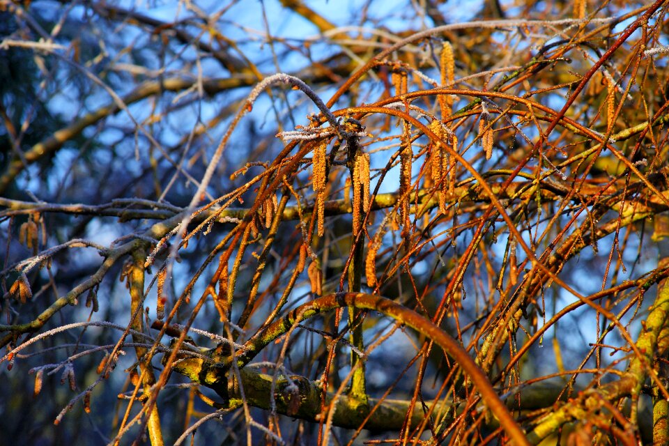 Winter season plant