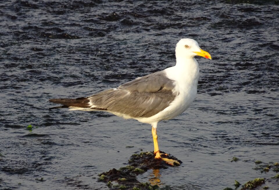 Heuglin's gull siberian gull larus fuscus heuglini