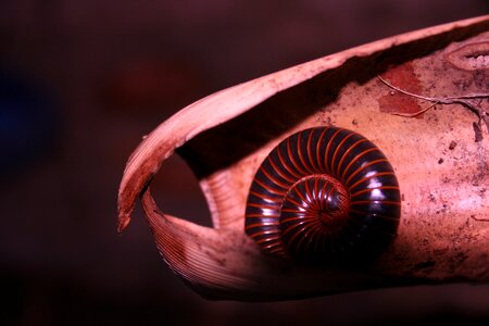 Seafood spiral approach